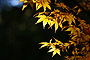 sight-29